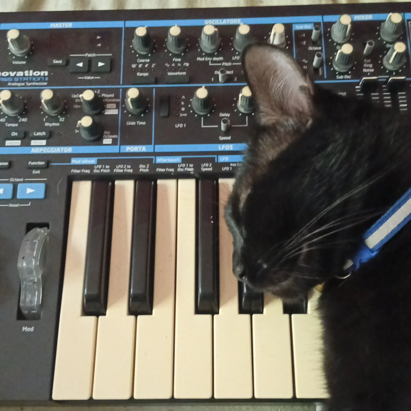 Tuna and Novation Bass Station