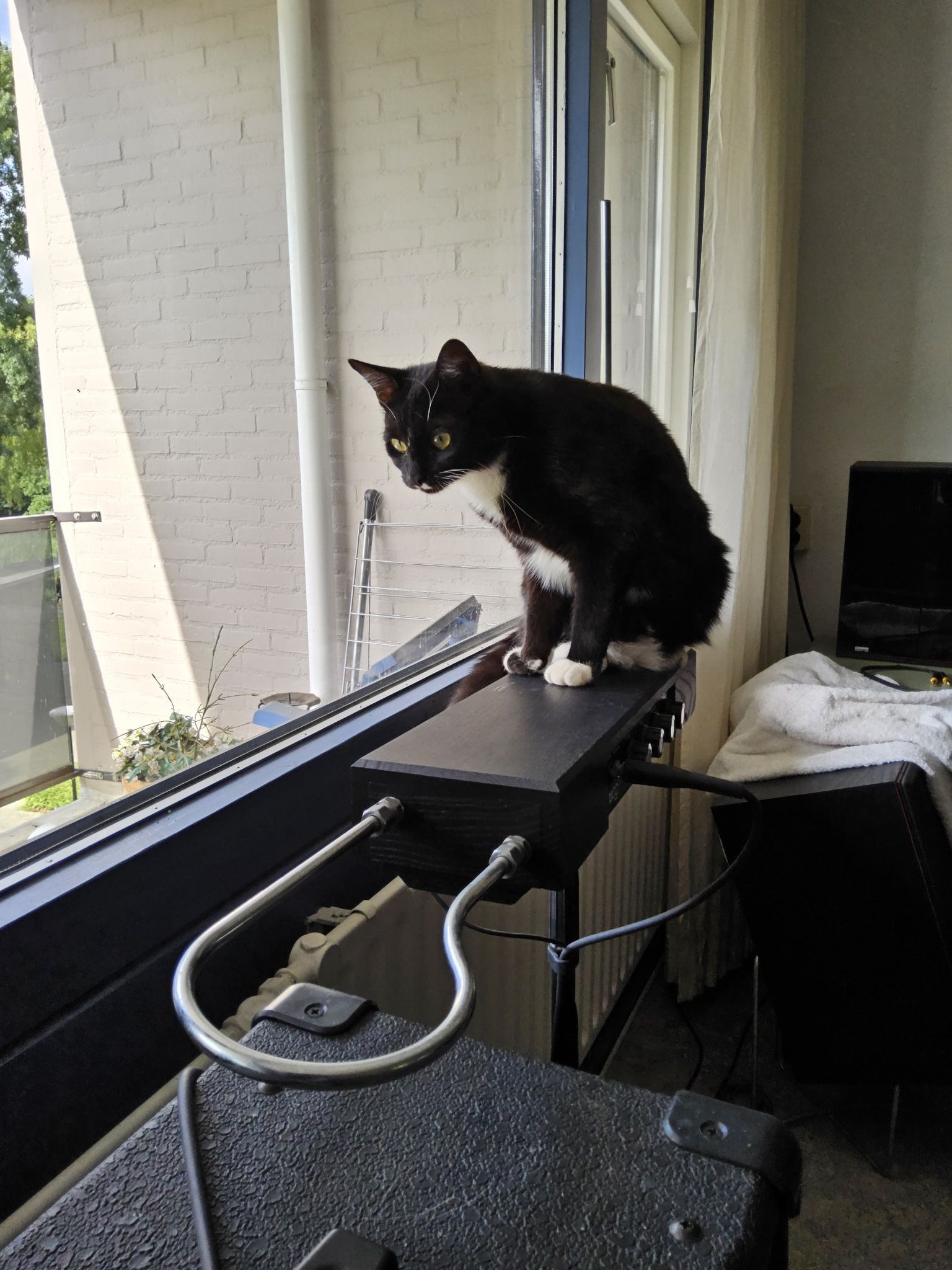 June 2025 - CatSynth