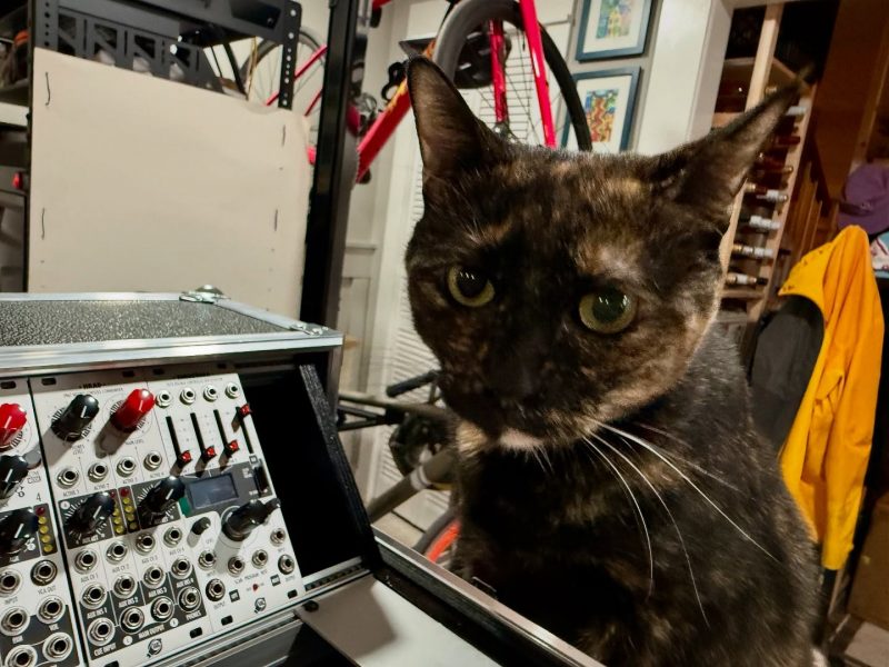 Cat peering into a eurorack modular synthesizer system.