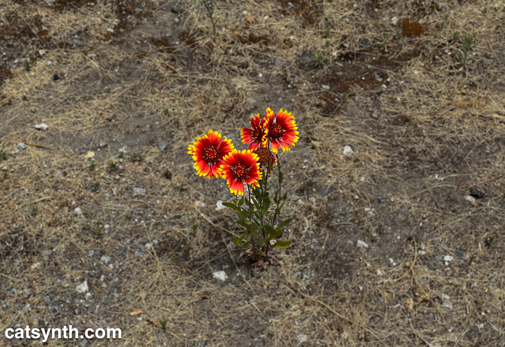 Wordless Wednesday: Urban Firewheel