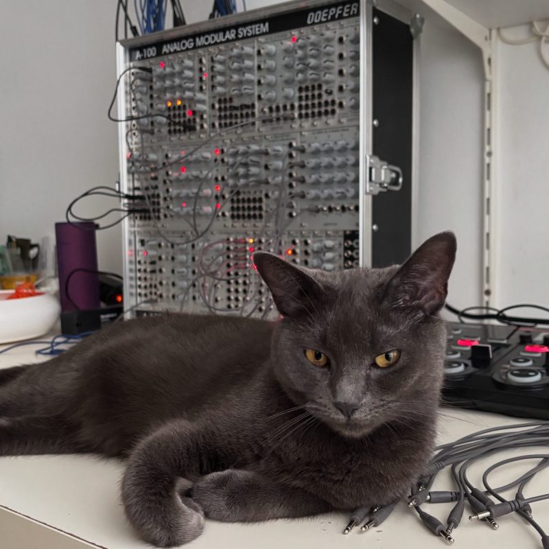 Gray cat sitting in front of a large Doepfer modular synthesizer
