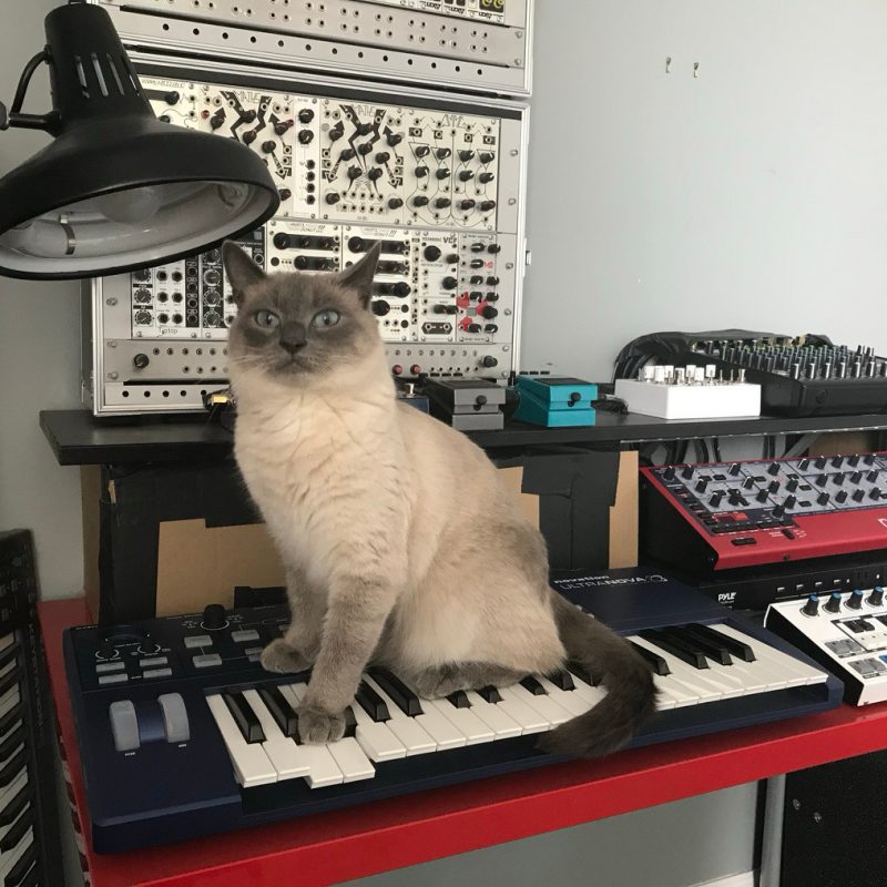 Siamese cat on a Novation UltraNova synthesizer.  There is a large Eurorack modular synthesizer system in the background.