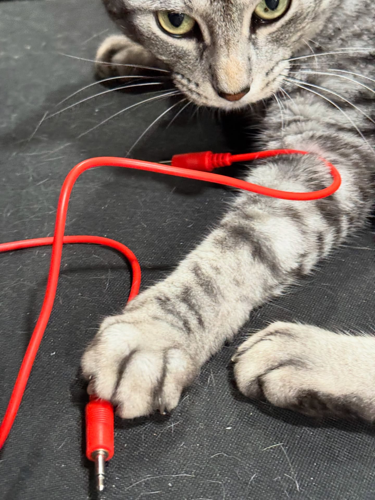 Haku and the patch cord