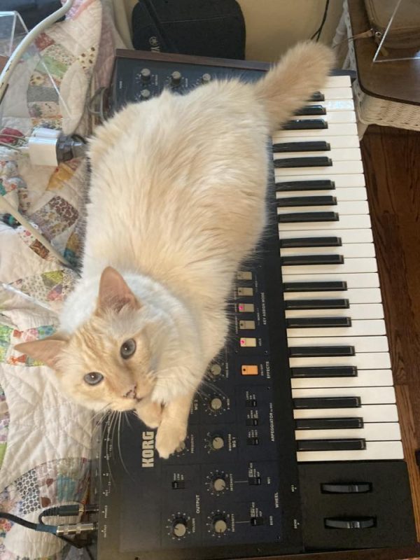 Cream colored cat sitting on a Korg Mono/Poly synthesizer, looking up at the camera.