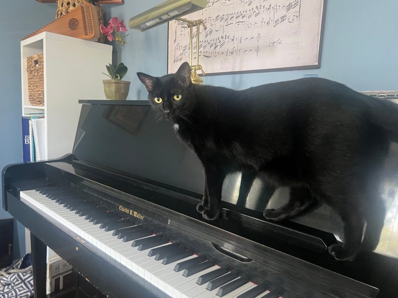 Black cat walking on a black upright piano.