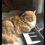Orange cat leaning on an electronic keyboard