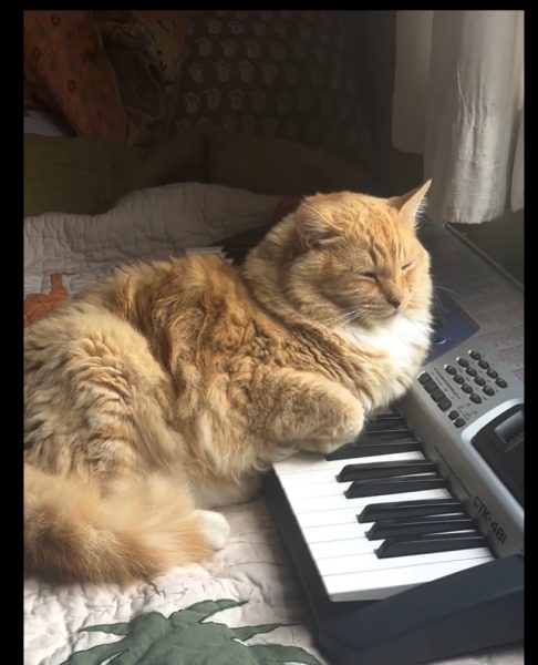 Orange cat leaning on an electronic keyboard