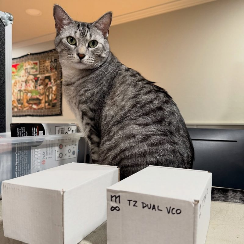 Tabby cat with two eurorack-module boxes. One os marked M-infinity and TZ Dual VCO.