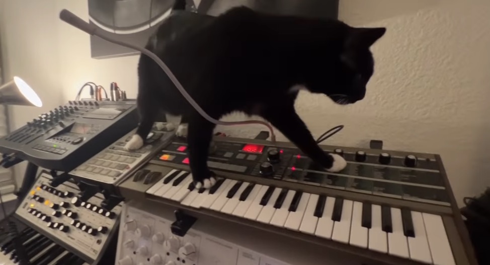Cat playing microKORG