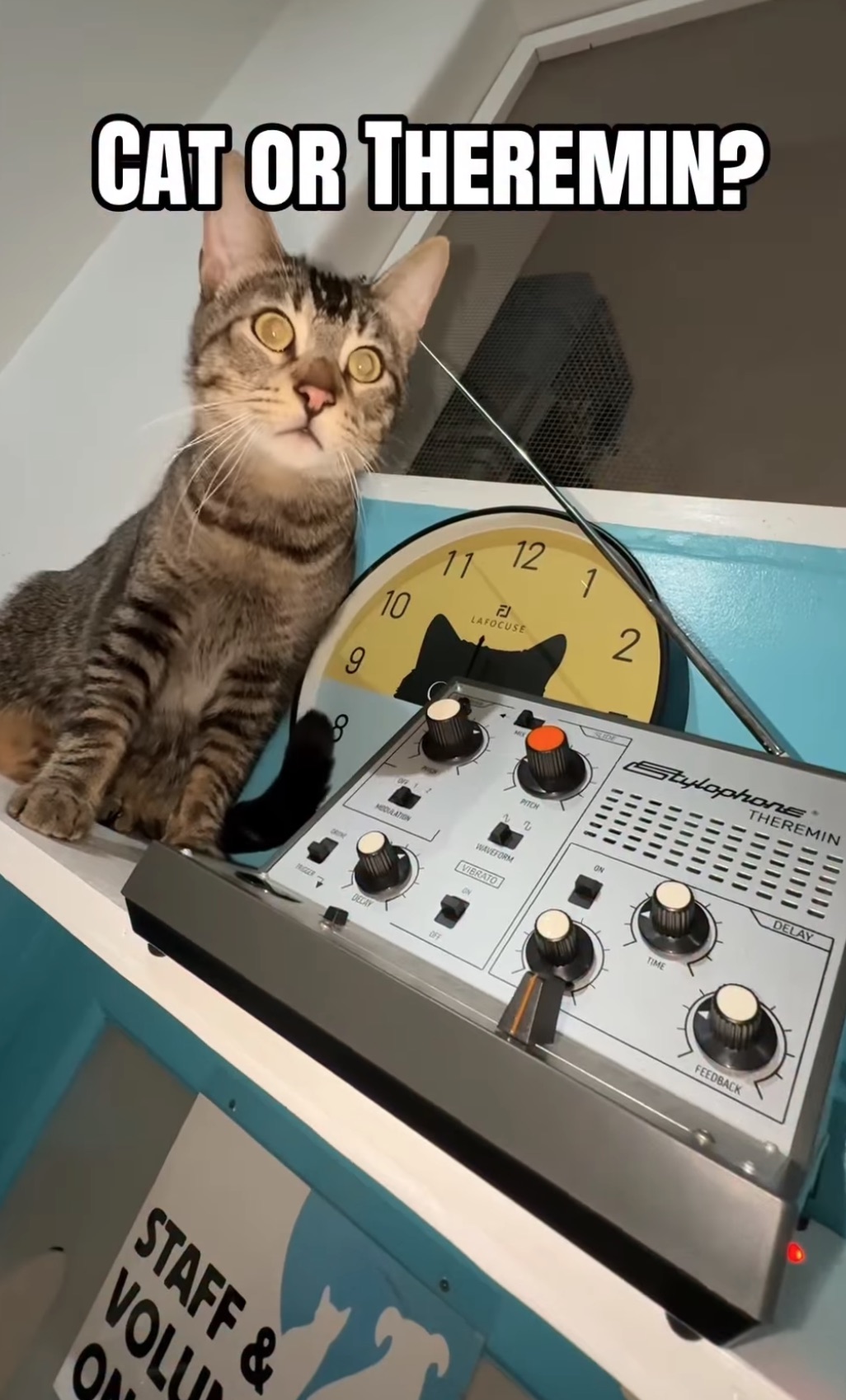 Cat or Theremin?