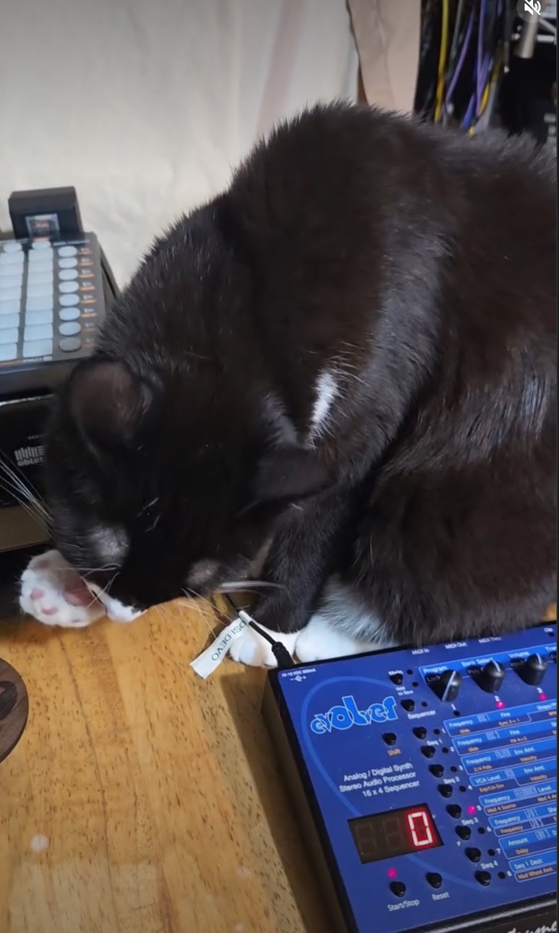 Grady with DSI Evolver and Source Audio Collider