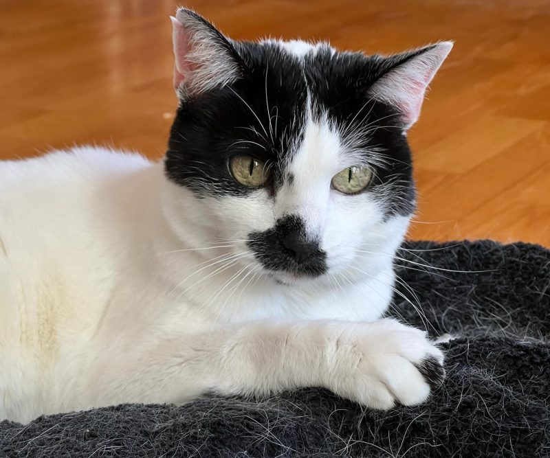 Adorable photo of black and white cat with a smudgy black nose sitting on a blanket.  She was one black spot on her white paw.