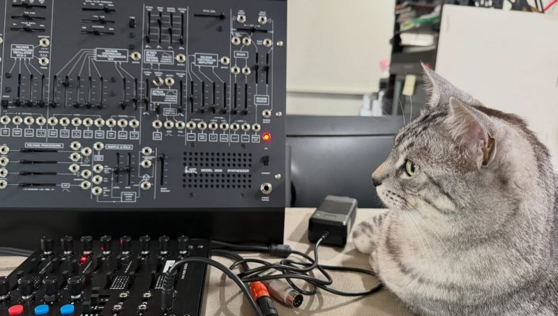 Gray tabby cat sitting next to an ARP 2600 M synthesizer.