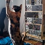 Cat standing on hid legs to play with a feather toy. Behind her is a large Eurorack modular synthesizer system.