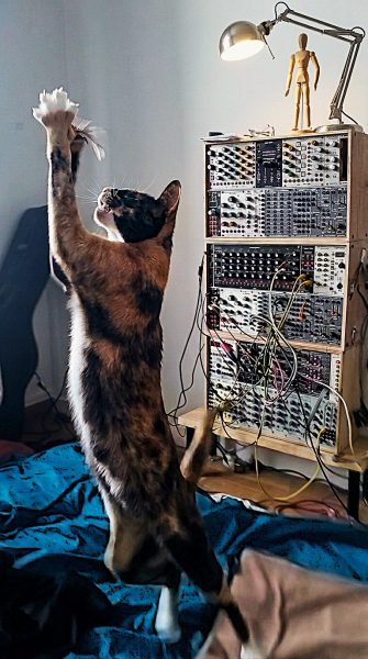 Cat standing on hid legs to play with a feather toy. Behind her is a large Eurorack modular synthesizer system.