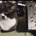 Tuxedo cat next to a tabletop synthesizer