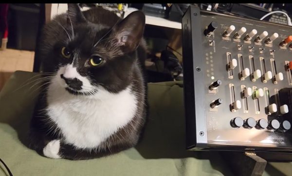 Tuxedo cat next to a tabletop synthesizer