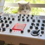 Medium-hared tabby peaking out from behind an Erica Synths SYNTRX synthesizer