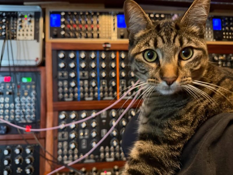 Tabby cat posing in front of a large MOTM modular synthesizer system and looking at the camera.
