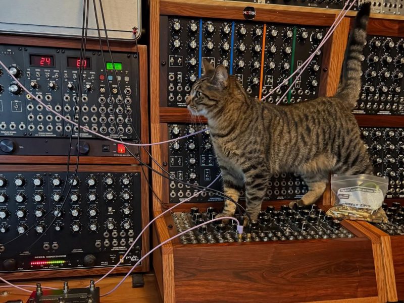 Tabby cat walking on a large MOTM modular synthesizer system.