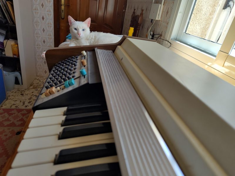 White cat sitting behind a Hammond 102200 synthesizer with the keyboard angled towards the viewer.