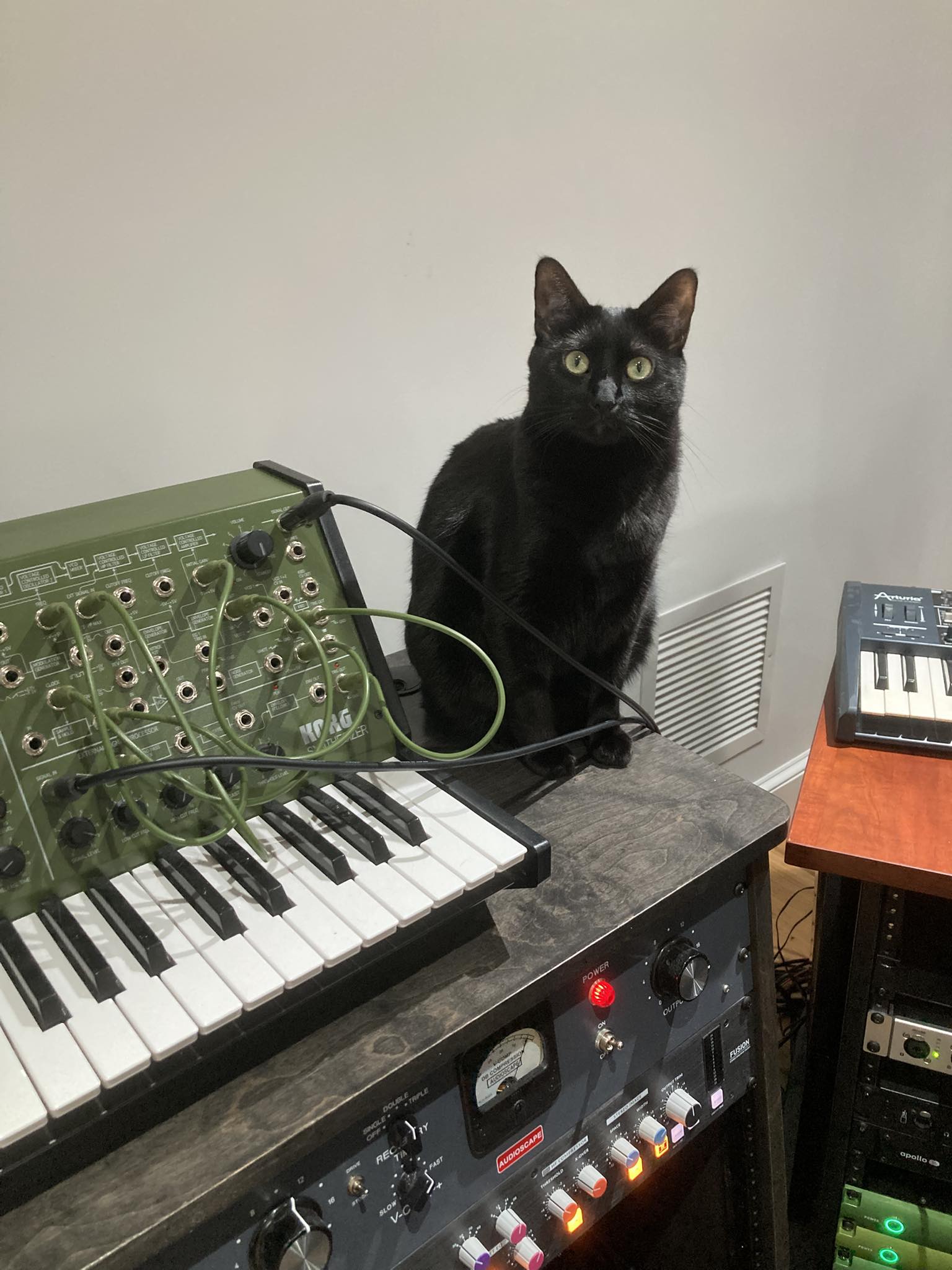 Cats Archives - CatSynth