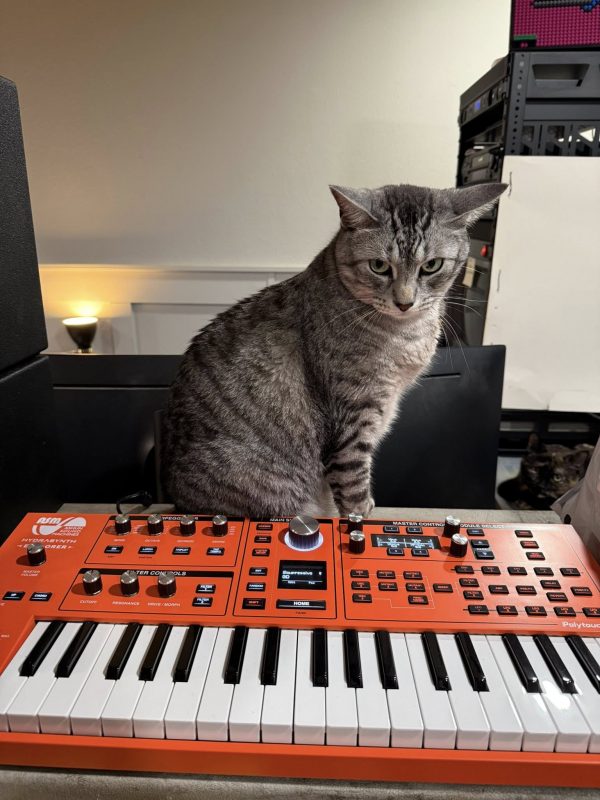Tabby cat sitting next to an orange ASM Hydraysnth 888 synthesizer.