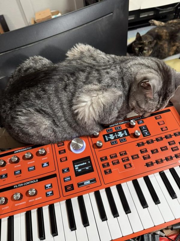Tabby cat sitting up against orange ASM Hydrasynth.  We see a tortie cat lurking in the background.