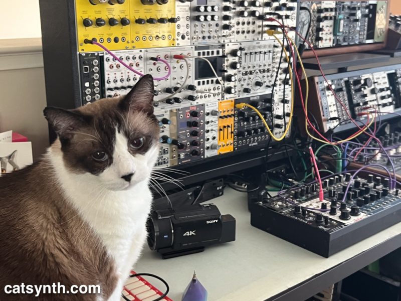 Brown and white cat posing in front of a very large modular synthesizer system with multiple cases.  Several patch cords are connecting modules between different cases.  This is also a camcorder sitting on the desk.