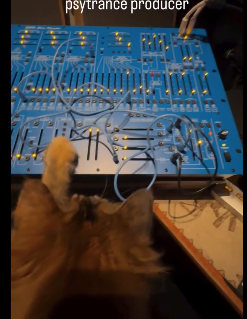 Cat with Behringer Blue Marvin