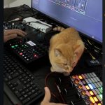 Orange cat sitting on a desk with an Elektron Digitakt drum + synth, an AKAI APC40 beat machine, and Ableton Live