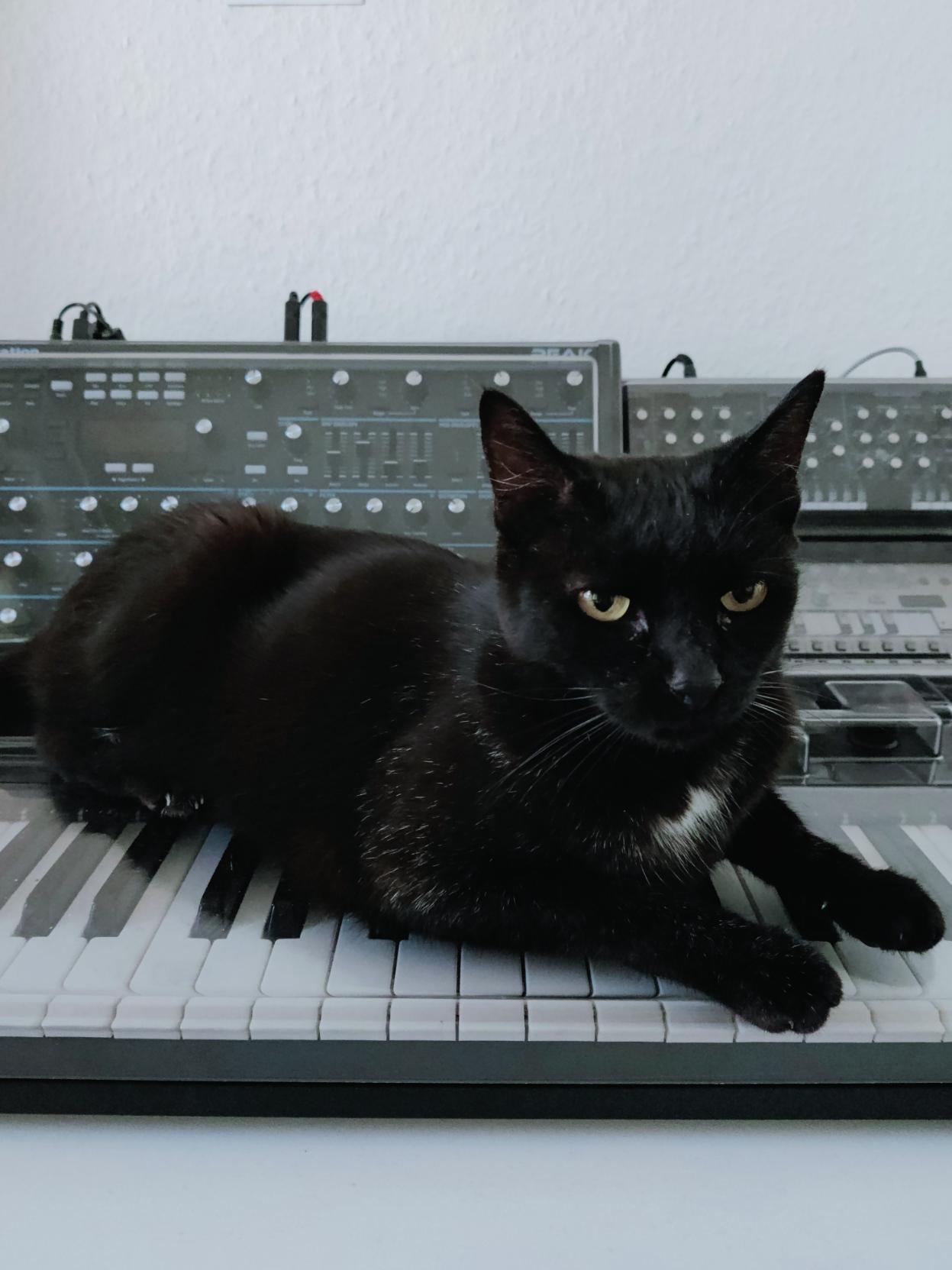 Winnie, Novation Peak, Roland SE-02 & TB-03