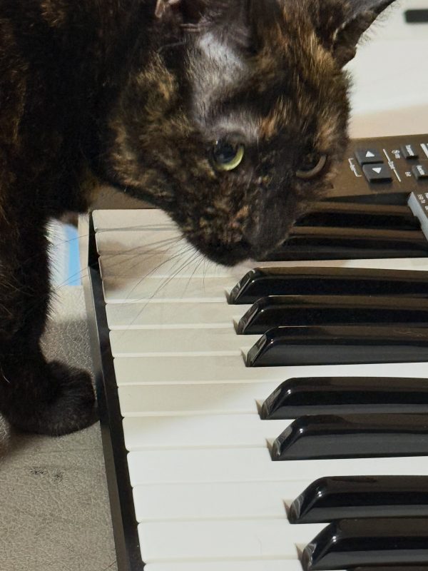 Calico cat next to a synthesizer keyboard