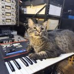 Tabby cat sitting on a Roland JX-3P synthesizer