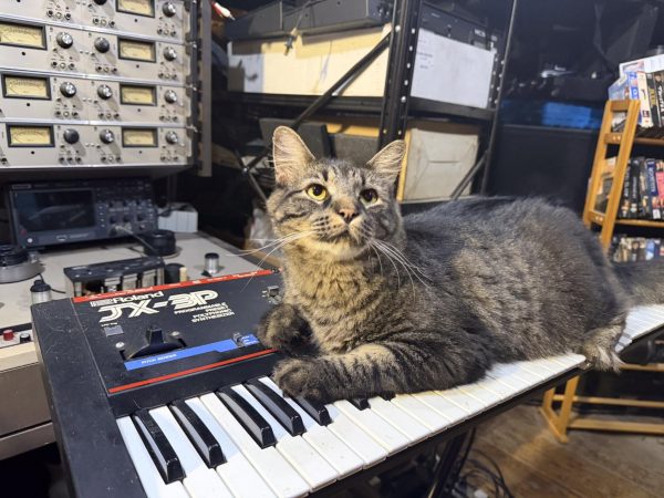 Tabby cat sitting on a Roland JX-3P synthesizer