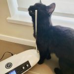Cute black cat rubbing the antenna of a Moog Theremini (a small saucer-shaped theremin)