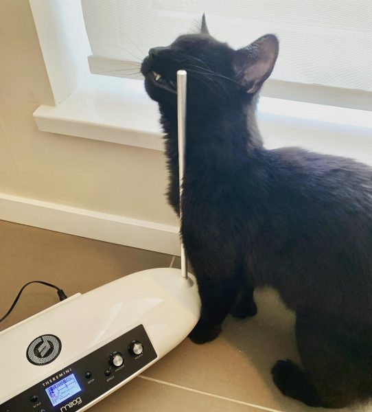 Cute black cat rubbing the antenna of a Moog Theremini (a small saucer-shaped theremin)