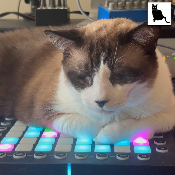 Brown and white snowshoe cat sitting on a music controller with a grid of light-up buttons
