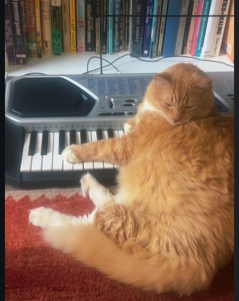 Big orange cat on a Casio keyboard