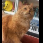 Big Orange cat with casio keyboard