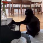 Black cat playing a toy piano