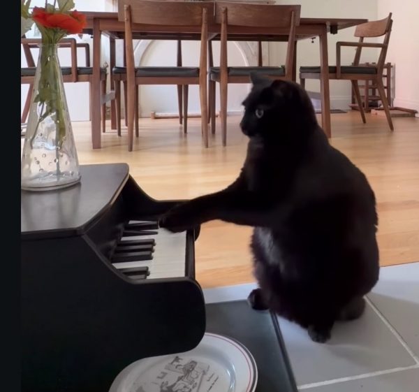 Black cat playing a toy piano