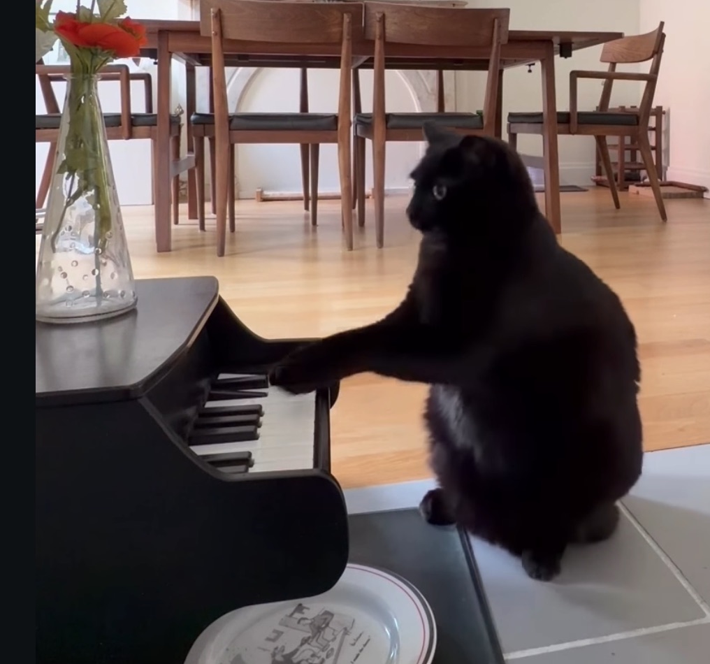 Black cat Luna plays jazz