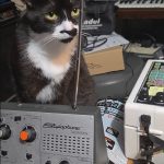 Tuxedo cat with a Stylophone Theremin