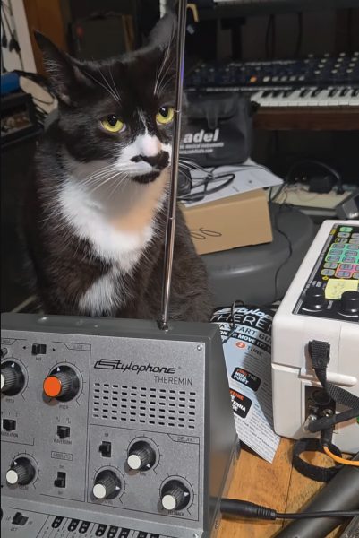 Tuxedo cat with a Stylophone Theremin