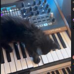 Black kitten on an Arturia Polybrute synthesizer