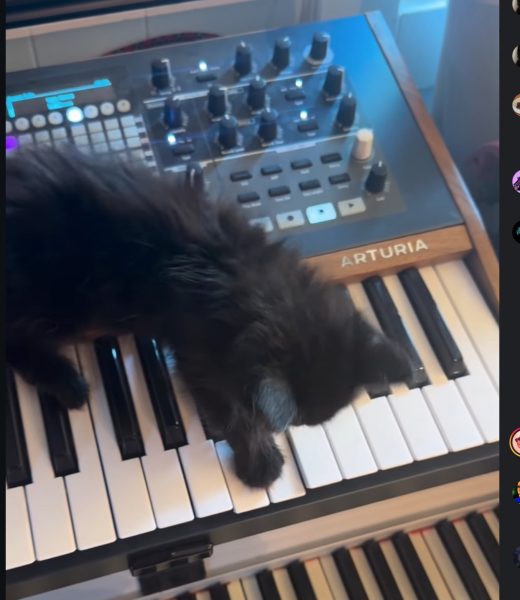 Black kitten on an Arturia Polybrute synthesizer