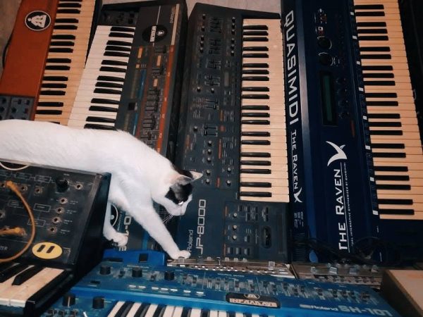 Black and white cat walking among keyboard synthesizers piled horizontally and vertically