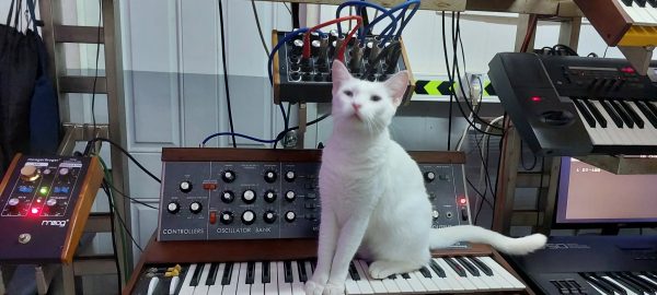 White cat sitting on top of a Minimoog synthesizer.