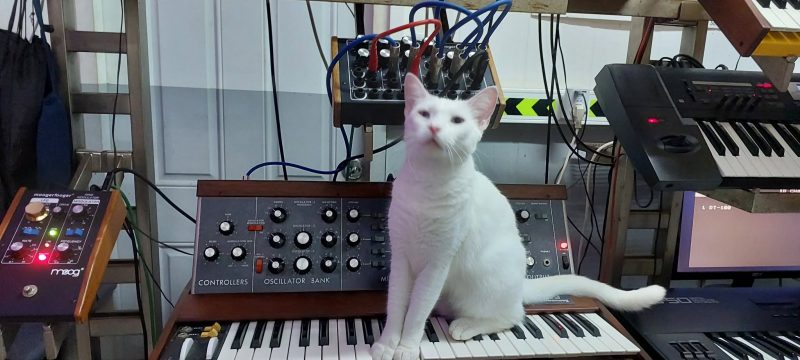 White cat sitting on top of a Minimoog synthesizer.
